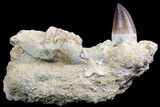 Mosasaur (Prognathodon) Jaw Section - Morocco #78096-2